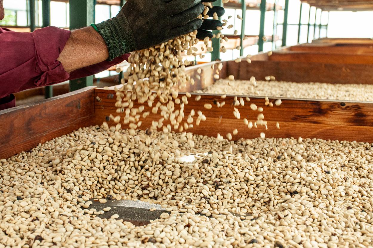  COFFEE BEANS (classification) 